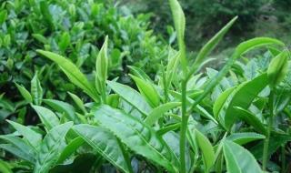 绿茶和清茶是一回事吗 绿茶属于什么茶